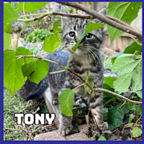 Thumbnail photo of Tony #3