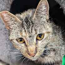 Thumbnail photo of Felicity #2