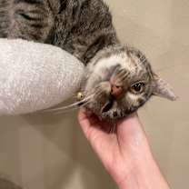 Thumbnail photo of Felicity #4