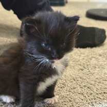 Thumbnail photo of Sparkler #4