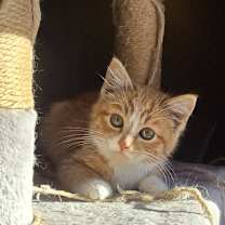 Thumbnail photo of Flicker #4