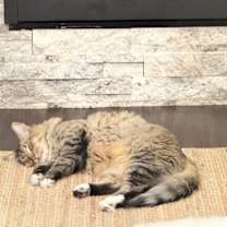 Thumbnail photo of Marley #3