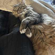 Thumbnail photo of Marley #4