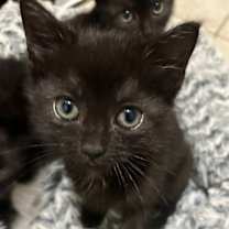 Thumbnail photo of Candy Corn #1