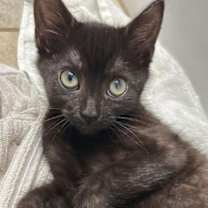 Thumbnail photo of Candy Corn #2