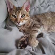 Thumbnail photo of Nimbus (new) #2