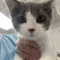 Thumbnail photo of Sugar Cookie #1