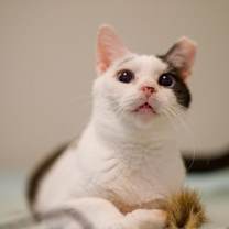 Thumbnail photo of Penny (FeLV+) #3