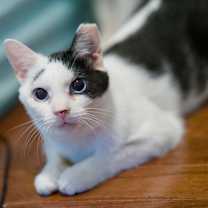 Thumbnail photo of Penny (FeLV+) #1