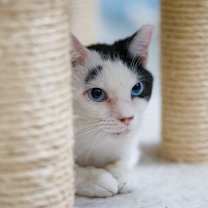 Thumbnail photo of Penny (FeLV+) #2