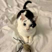 Thumbnail photo of Penny (FeLV+) #4