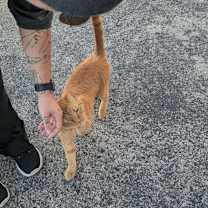 Thumbnail photo of Butterbean #4