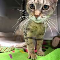 Thumbnail photo of Daisy #1