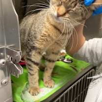 Thumbnail photo of Daisy #2