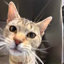 Thumbnail photo of Daisy #3