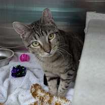 Thumbnail photo of 88648a Mothman - Barn Cat #1