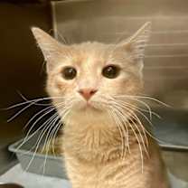 Thumbnail photo of Mopar #2