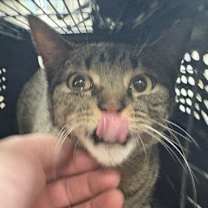 Thumbnail photo of Whiskers #1