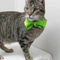 Thumbnail photo of Diesel #1