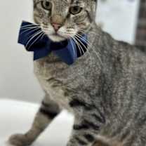 Thumbnail photo of Diesel #3