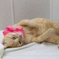 Thumbnail photo of Sage #2