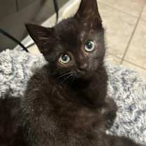 Thumbnail photo of Tootsie #2