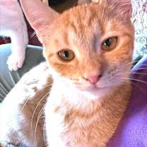 Thumbnail photo of Marigold #2