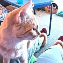 Thumbnail photo of Marigold #3