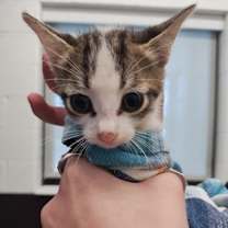 Thumbnail photo of Luna #3