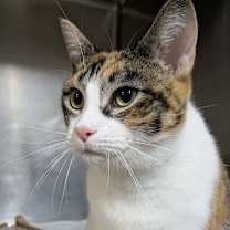 Thumbnail photo of Mademoiselle (Holland Cat Cove) #1