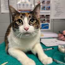 Thumbnail photo of Mademoiselle (Holland Cat Cove) #2