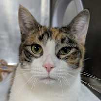 Thumbnail photo of Mademoiselle (Holland Cat Cove) #3