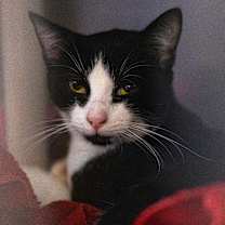 Thumbnail photo of Sleepy #2