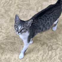 Thumbnail photo of Strawberry #2