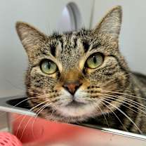 Thumbnail photo of Hali #2