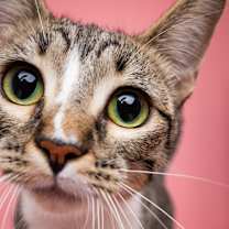 Thumbnail photo of Strawberry #3