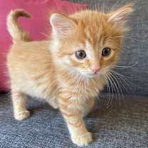 Thumbnail photo of Garfunkel #1