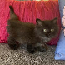 Thumbnail photo of Simone #1