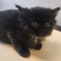 Thumbnail photo of Simone #2