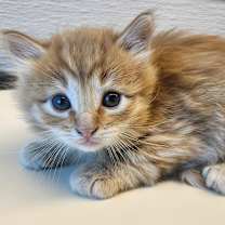 Thumbnail photo of Garfunkel #2