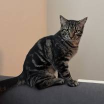 Thumbnail photo of Henry #3