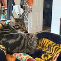 Thumbnail photo of Henry #4