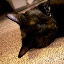 Thumbnail photo of Sabrina #4