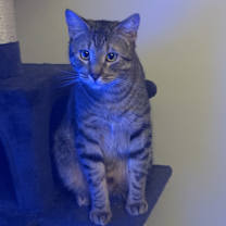 Thumbnail photo of Drax #1