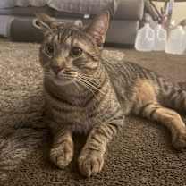 Thumbnail photo of Drax #2