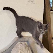 Thumbnail photo of IVY #2