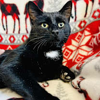 Thumbnail photo of Torin #1