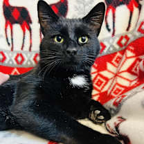 Thumbnail photo of Torin #2