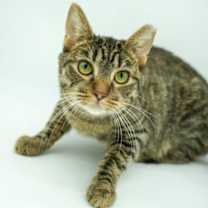 Thumbnail photo of Oscar #3