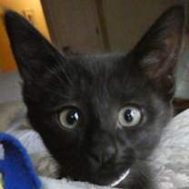 Thumbnail photo of Reese's #1